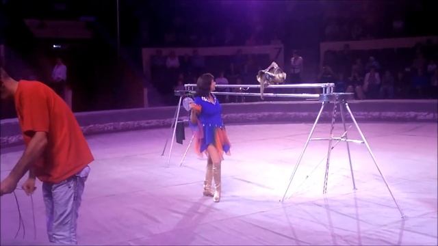 09.08.2018 Самара. Цирк. Звезды арены смотреть онлайн