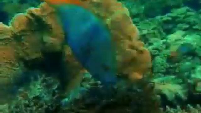 Тропические рыбы