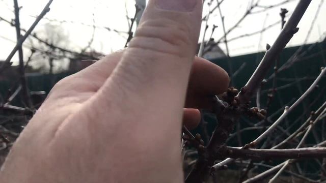 Обрезка вишни : результат через год . смотреть онлайн
