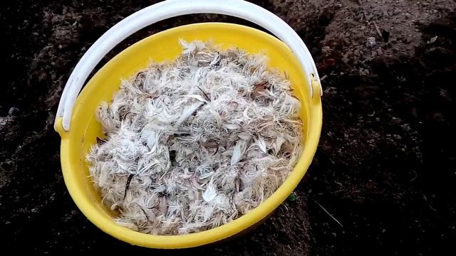 Сажаем новым способом болгарский перец в теплицу из поликарбоната на Урале смотреть онлайн