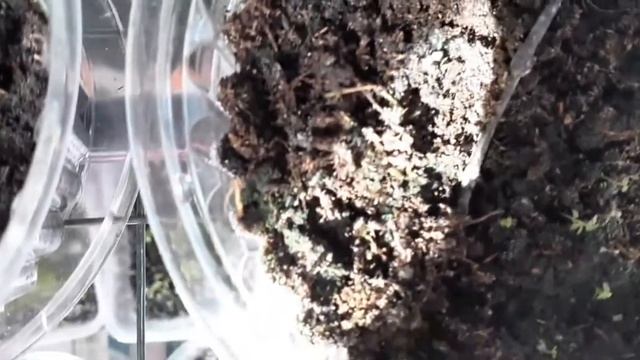 Семена астры , обзор растений, глаксинии смотреть онлайн