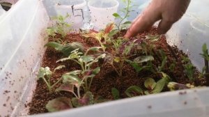 Укоренение в вермикулите