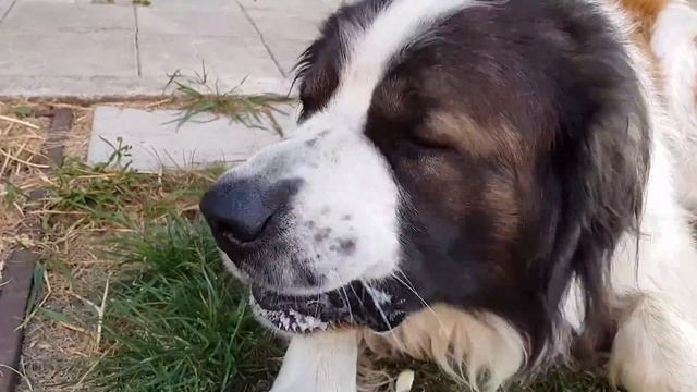Bulat Life non stop. Сборник #1. DogVlog. Булат видеоблогер / Московская сторожевая Булат смотреть онлайн