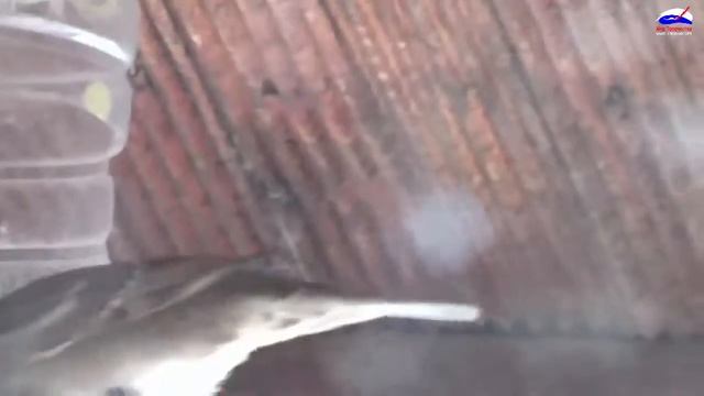 Птичий пикник. Синички и воробушки кушают зимой с кормушки. смотреть онлайн