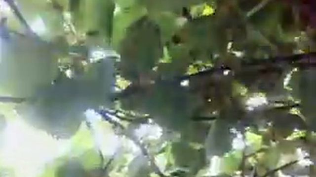 kiwi galbeni.mp4 смотреть онлайн