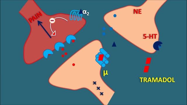 Tramadol - Mechanism, side effects, precautions and uses смотреть онлайн