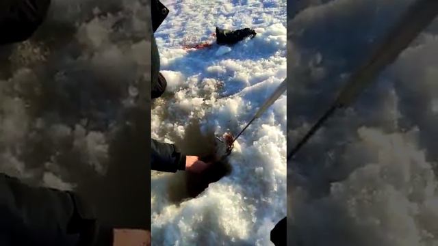 НЕ ЛЕЗЕТ В ЛУНКУ.ЩУКА НА 7,8 кг.Рыбалка на Рыбинском водохранилище.#48 смотреть онлайн