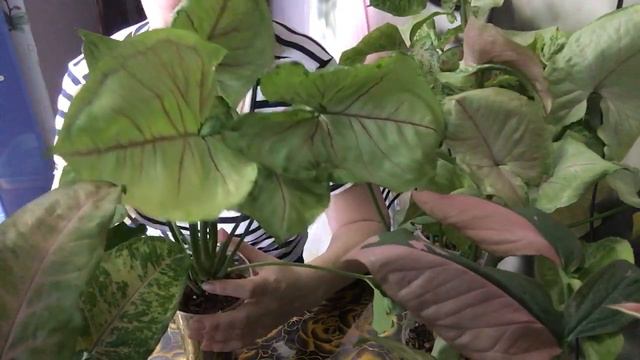 Обрезаю свои сингониумы. Новичок филодендрон Хоуп. смотреть онлайн