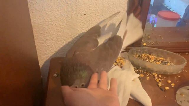 #paloma #palomas #злой голубь смотреть онлайн