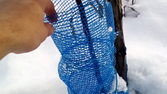 Как защитить деревья от зайцев зимой смотреть онлайн