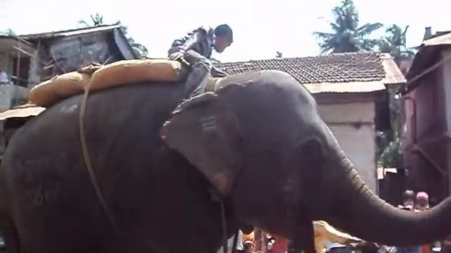 По улице слона водили..wmv смотреть онлайн