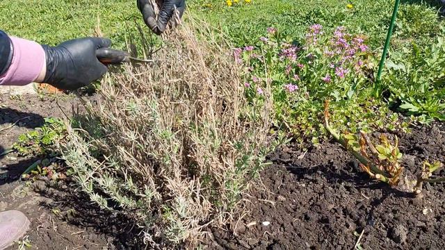 ОБРЕЗКА ЛАВАНДЫ ВЕСНОЙ...КАК ЗИМУЕТ ЛАВАНДА В СРЕДНЕЙ ПОЛОСЕ.. смотреть онлайн