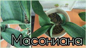 Ну и #комментарии ?? #Сансевиерия Масониана впечатляет не только меня #содержание #уход #освещение