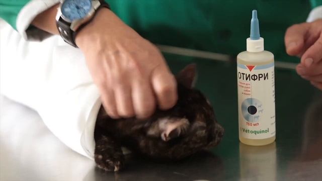 Vetoquinol - Чистка ушей у кошек и собак смотреть онлайн