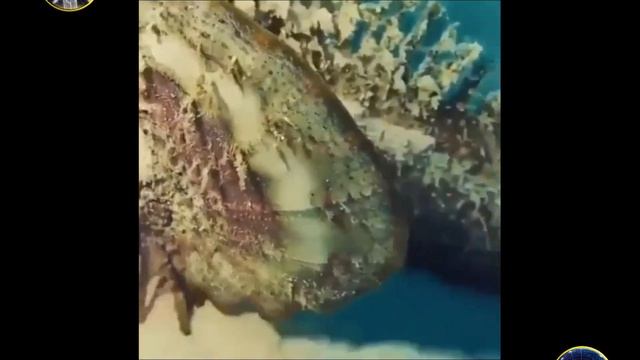 Самая ядовитая рыба на планете! Бородавчатка или рыба камень. смотреть онлайн