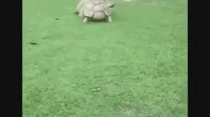 Хочешь проснуться поставь эту мелодию на будильник!?