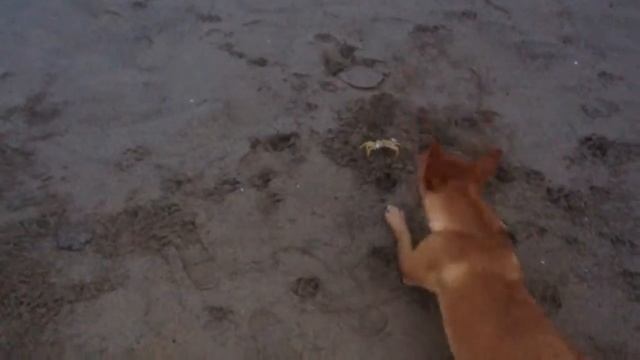 Доминикана! Животные развлекаются ! DOG playing with a crab ! смотреть онлайн
