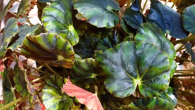 Begonya Begonia Bowerae смотреть онлайн