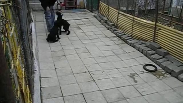 п-к Роман-Кош.дети  Роман-Кош  Баттерфляй Сильвер Вейв: РК Октава и Ореанда. 8 марта. 3 мес. 2013г