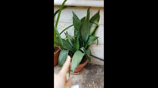 l'entretien de l'aspidistra elatior смотреть онлайн