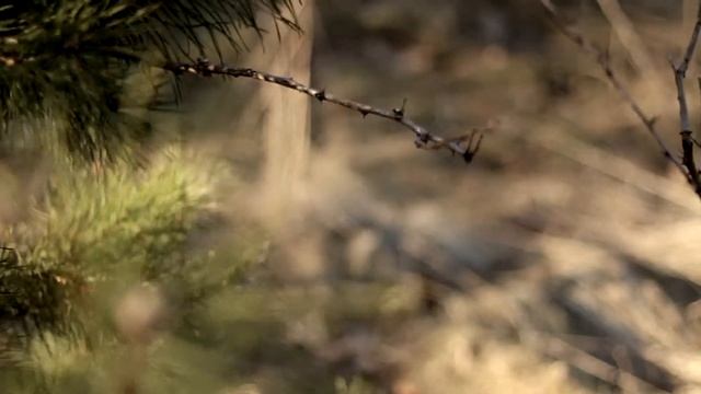 Canon EOS 650D + 50mm f1.8 Short test смотреть онлайн