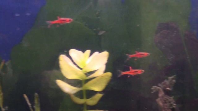 Boraras brigittae - mosquito rasbora смотреть онлайн