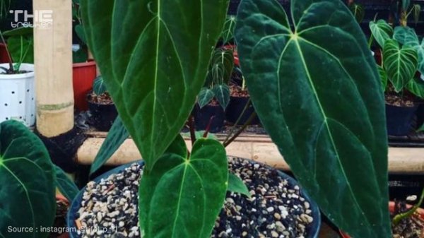 25 JENIS TERBAIK TANAMAN ANTHURIUM || Rare Anthurium Plant !!