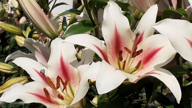 лилия НИМФА от-гибрид