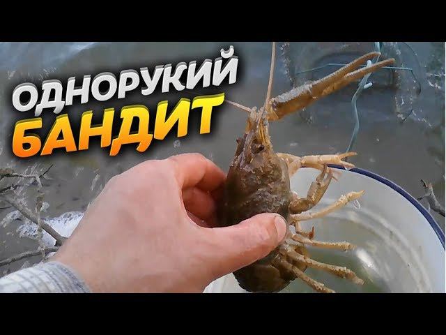 РАК речной на озере СОРОЧИЙ ЛОГ. Однорукий бандит. Video Trawl #003 смотреть онлайн
