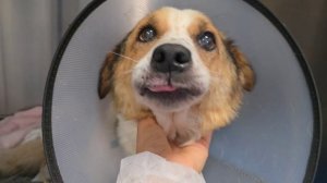 😭 1 часть.
Тут и Нукер и Боня.
Нукер плачет. А  Боня радуется нам.