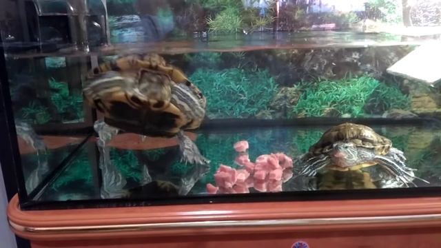 черепахи кушают свинину, запретная еда для черепах смотреть онлайн