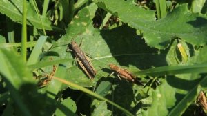 КАК СТРЕКОЧЕТ КУЗНЕЧИК/ THE GRASSHOPPER CHIRPS\ ЗАЧЕМ СТРЕКОЧЕТ КУЗНЕЧИК/ Зеленый кузнечик и самка