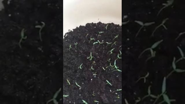 Огород Без Хлопот смотреть онлайн