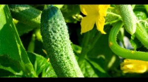 КАК ПРИЩИПЫВАТЬ ОГУРЦЫ