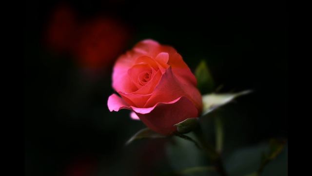 Snow white & Rose red смотреть онлайн