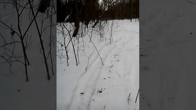 Снегоход минск по лесу -кабаньи грязевые ванны! смотреть онлайн
