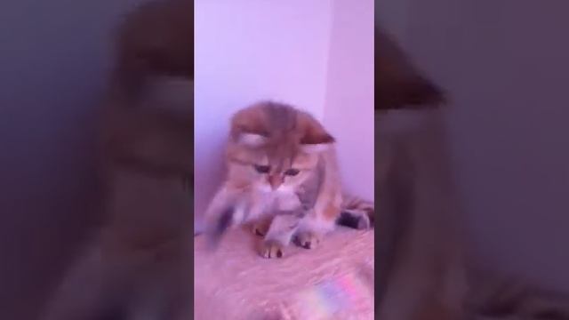 Золотая мраморная кошечка - скоттиш страйт смотреть онлайн