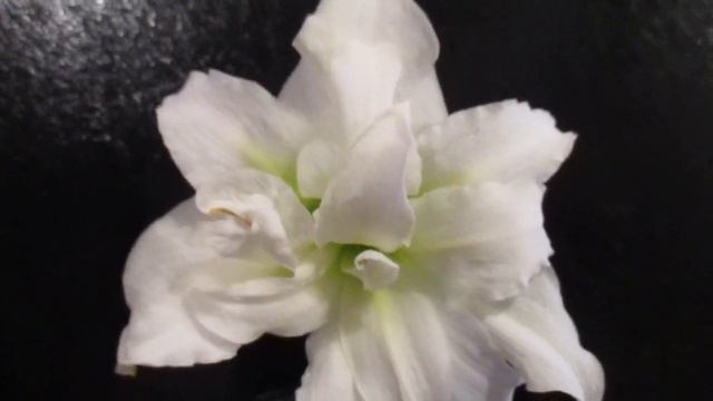 Ice Queen Amaryllis смотреть онлайн