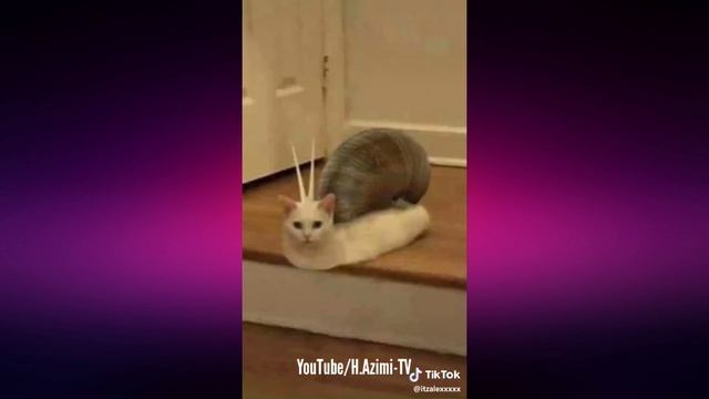 Paint It Black - Tik Tok Meme Compilation ? смотреть онлайн