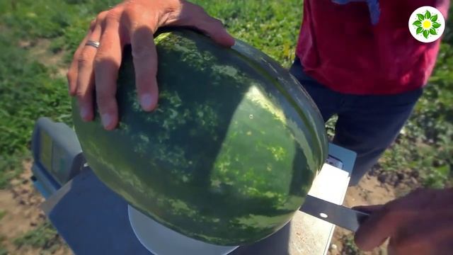 ? Колоссео F1 семена арбуза (Seminis / Семинис)