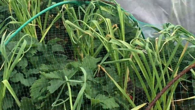 ДЛЯ ШИКАРНОГО УРОЖАЯ КЛУБНИКИ простая подкормка. СПАСЕНИЕ ДРОЗДА.Ещё один любитель клубнички?? смотреть онлайн