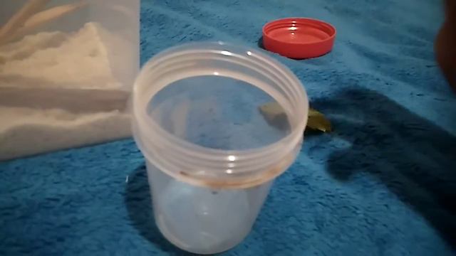 Заселение анамского палочника смотреть онлайн