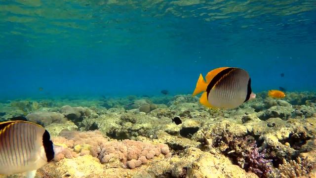 Lined butterflyfish (Chaetodon lineolatus) and others, Линейная рыба-бабочка и другие смотреть онлайн
