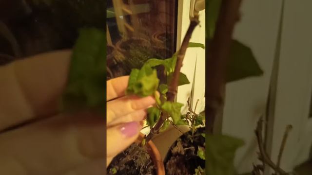 Sos погибают гортензии маточники, что делать? Нужен совет бывалых смотреть онлайн