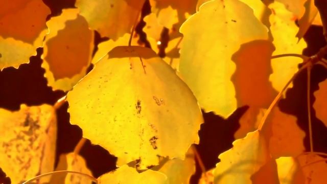 Чарующая музыка осени - Autumn - Relaxing Music. смотреть онлайн