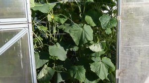 ОГУРЦЫ В ТЕПЛИЦЕ  из поликарбоната С МАЯ ПО ОКТЯБРЬ  Московская область