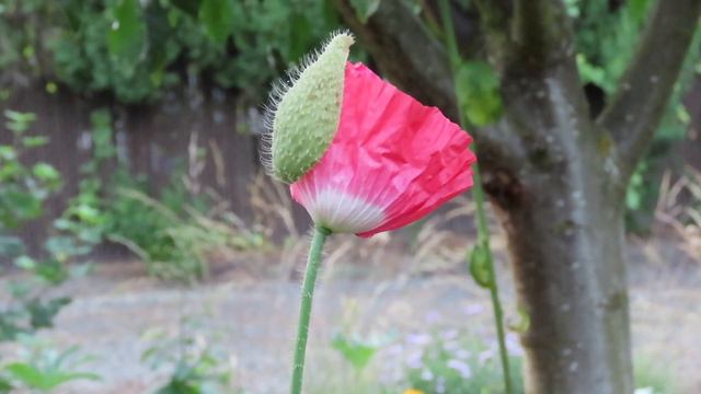Poppy opening смотреть онлайн