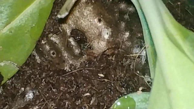 Мирмекодия(Myrmecodia) растение-дом для муравьев и Муравьи рода Philidris , кто узнаёт вид? Малайзи смотреть онлайн