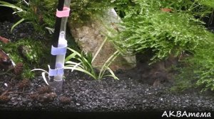 Сифонка грунта в креветочнике 25 литров