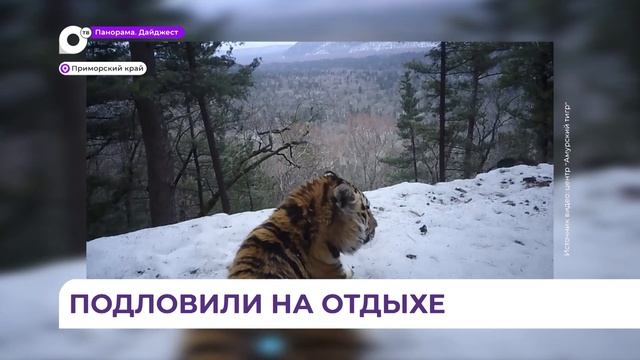 Расслабленность и наслаждение жизнью показал амурский тигр в национальном парке «Бикин» в Приморье смотреть онлайн